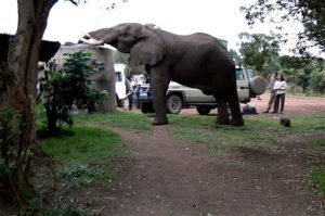 In the morning an elephant came into camp seeking water