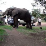 In the morning an elephant came into camp seeking water