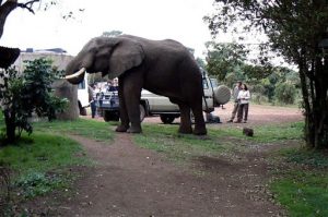 In the morning an elephant came into camp seeking water