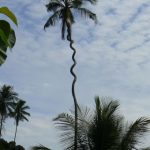 Unusual palm trunk