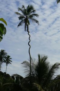 Unusual palm trunk