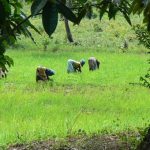 Planting rice seedlings