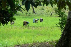 Planting rice seedlings