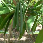 String bean plant