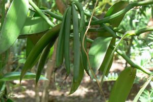 String bean plant