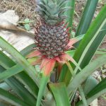 Beautiful pineapple plant
