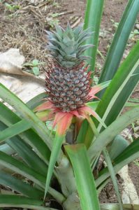 Beautiful pineapple plant