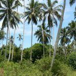 Coconut palms