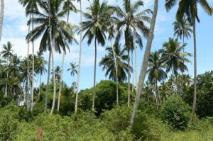 Coconut palms