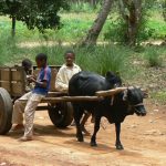 Rural boys and their family oxcart.