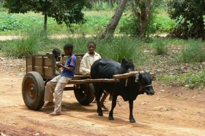 Rural boys and their family oxcart.