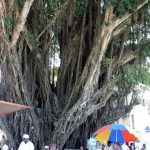 Stone Town market under a huge banyan tree.