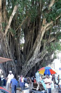 Stone Town market under a huge banyan tree.