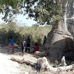 Rural kids and an eucalyptus tree