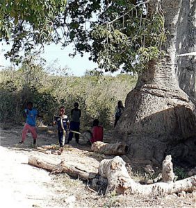 Rural kids and an eucalyptus tree