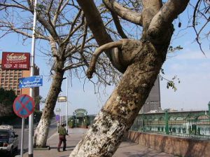 Random images from Cairo, Egypt - A tree in front