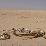 Siwa Oasis town is isolated 350 miles west of Cairo