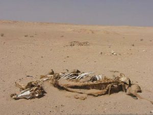 Siwa Oasis town is isolated 350 miles west of Cairo