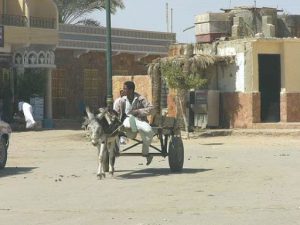 Siwa Oasis town - common transport.