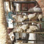 Siwa Oasis town poultry shop.