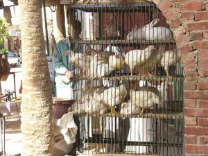 Siwa Oasis town poultry shop.
