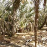 Siwa Oasis town - date palms