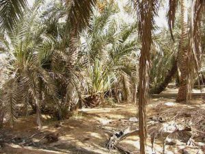 Siwa Oasis town - date palms