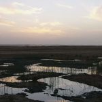 Siwa - wetlands west of town.