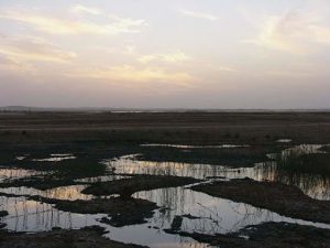 Siwa - wetlands west of town.