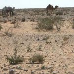 Siwa - desert fauna