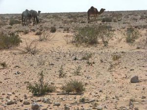 Siwa - desert fauna