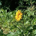 Train from Tanzania to Zambia - Sunflower