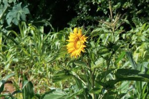 Train from Tanzania to Zambia - Sunflower