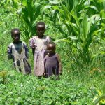 Children of the corn field