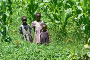 Children of the corn field