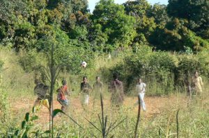 Soccer on the corn fields.