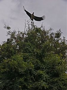 Crested crane landing in next