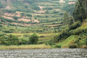 Cultivated hills