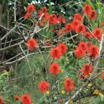 Red flowers