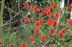 Red flowers