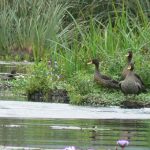 Ducks by the water