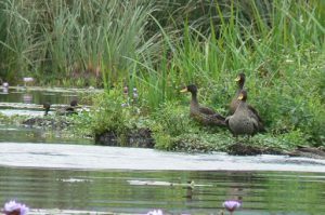 Ducks by the water