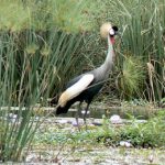 Crested crane, Uganda's national bird