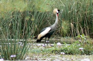 Crested crane, Uganda's national bird