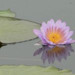 Pink flower on the water