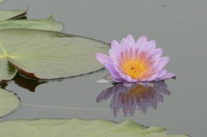 Pink flower on the water