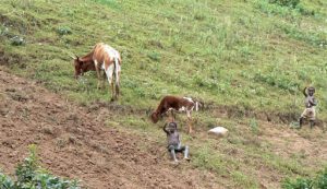 Hillside farmers