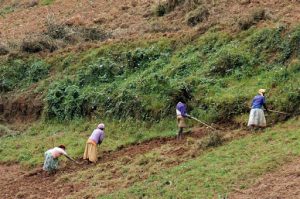 Hillside farmers