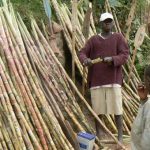 Sugar cane for sale at market