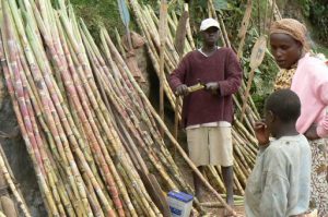 Sugar cane for sale at market